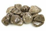 Small Polished Petoskey Stones (Fossil Coral) - Michigan - Photo 2